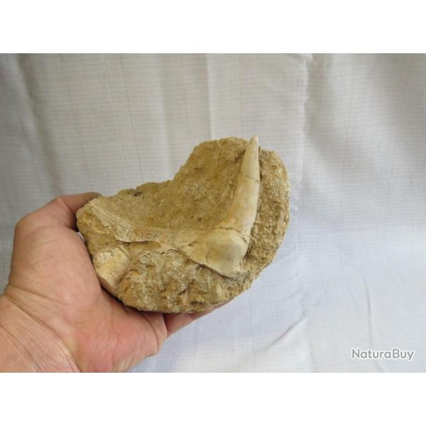 Grande dent fossile de poisson Enchodus avec une partie de mchoire sur matrice Origine Maroc