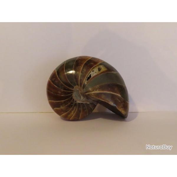 Beau spcimen de grand Nautilus fossile de Madagascar 761gr