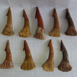 Rare dent fossile de poisson scie  Onchopristis" Prix pour une dent "