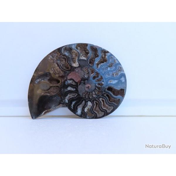 Jolie demi Ammonite noire polie de Madagascar fossile minraux Diamtre 17 cm  N 2