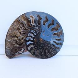 Jolie demi Ammonite noire polie de Madagascar fossile minéraux Diamètre 17 cm  N° 3