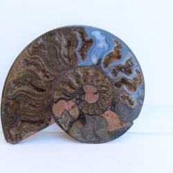Jolie demi Ammonite noire polie de Madagascar fossile minéraux Diamètre 15 cm  N° 5