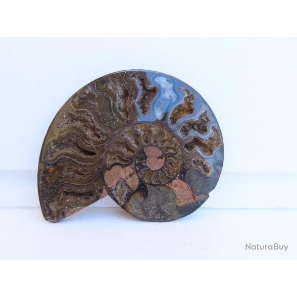 Jolie demi Ammonite noire polie de Madagascar fossile minraux Diamtre 15 cm  N 5
