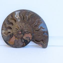 Jolie demi Ammonite noire polie de Madagascar fossile minéraux Diamètre 15 cm  N° 6