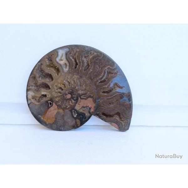 Jolie demi Ammonite noire polie de Madagascar fossile minraux Diamtre 15 cm  N 6