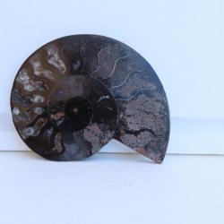 Jolie demi Ammonite noire polie de Madagascar fossile minéraux Diamètre 13 cm  N° 8
