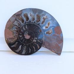 Jolie demi Ammonite noire polie de Madagascar fossile minéraux Diamètre 13 cm  N° 9