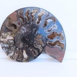 Jolie demi Ammonite noire polie de Madagascar fossile minéraux Diamètre 21 cm  N° 10