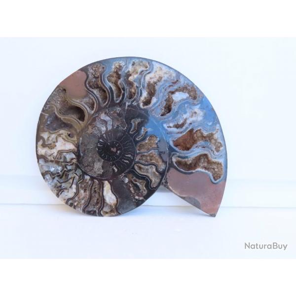 Jolie demi Ammonite noire polie de Madagascar fossile minraux Diamtre 21 cm  N 10