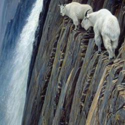Affiche "chèvres des montagnes" du peintre animalier canadien Robert Bateman