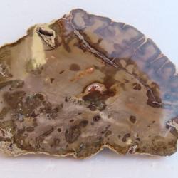 Belle tranche polie de bois pétrifié 15 cm 244 gr fossile N° 3
