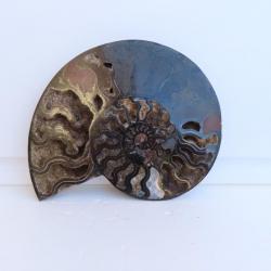 Jolie demi Ammonite noire polie de Madagascar fossile minéraux Diamètre 20 cm  N° 11