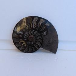 Jolie demi Ammonite noire polie de Madagascar fossile minéraux Diamètre 14.5 cm  N° 12