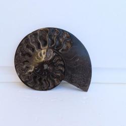 Jolie demi Ammonite noire polie de Madagascar fossile minéraux Diamètre 14.5 cm  N° 13