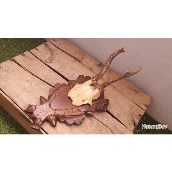 Chevreuil sur cusson #L5BC(5)