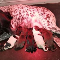 Chienne  Braque Allemand  Très grande lignée chasse et beauté LOF