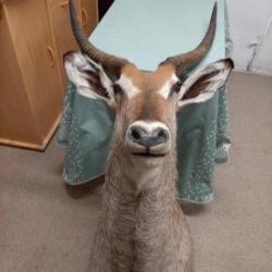 Vends têtes d'antilope du BURKINA FASO impeccables Coba, cob de fassa