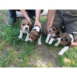 Chiots beagle LOF à vendre