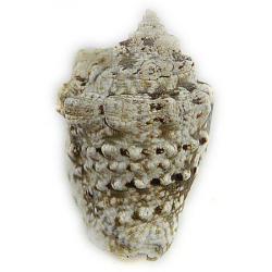 Coquillage strombus lentiginosus 5 à 7 cm