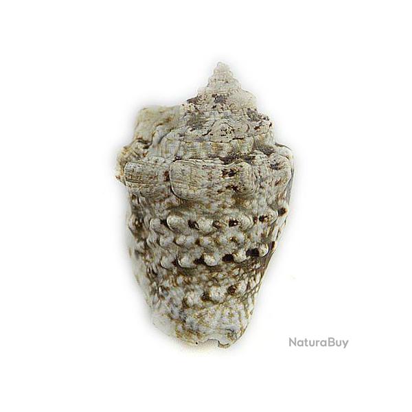 Coquillage strombus lentiginosus 5  7 cm