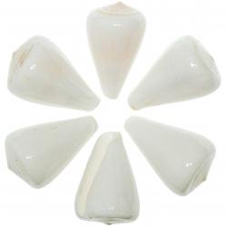 Coquillage conus betulinus blanc poli 8 à 9 cm