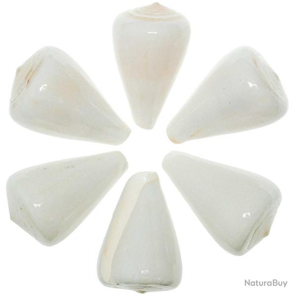 Coquillage conus betulinus blanc poli 8  9 cm