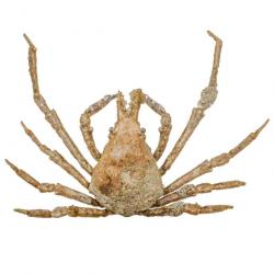 Crabe asperi naturalisé 3.5 à 4 cm