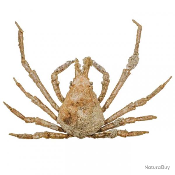 Crabe asperi naturalis 3.5  4 cm