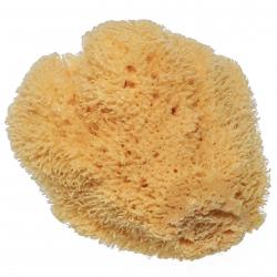 Eponge naturelle de méditerranée 12 à 14 cm