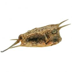 Poisson cowfish quadricornis naturalisé 5 à 7 cm