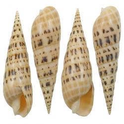Coquillage terebra maculata poli 11 à 13 cm