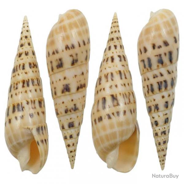 Coquillage terebra maculata poli 11  13 cm