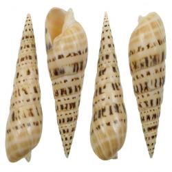 Coquillage terebra maculata 15 à 18 cm