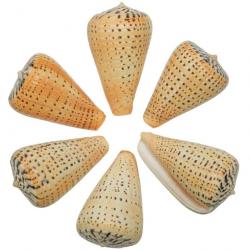Coquillage conus betulinus 6 à 9 cm