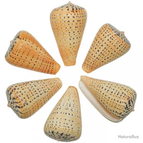Coquillage conus betulinus 6  9 cm