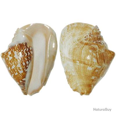 Coquillage strombus latissimus 13 à 16 cm - Coquillages, crustacés et ...