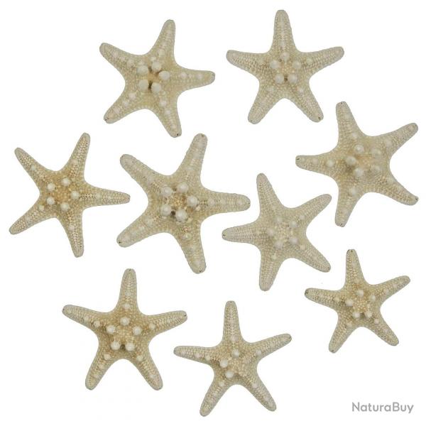Etoiles de mer rhino protoreaster nodosus blanches 5  7 cm - Lot de 10