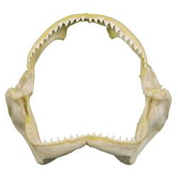 Mâchoire de requin de récif 11 à 13 cm