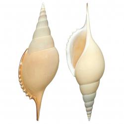 Coquillage tibia curta 13 à 15 cm