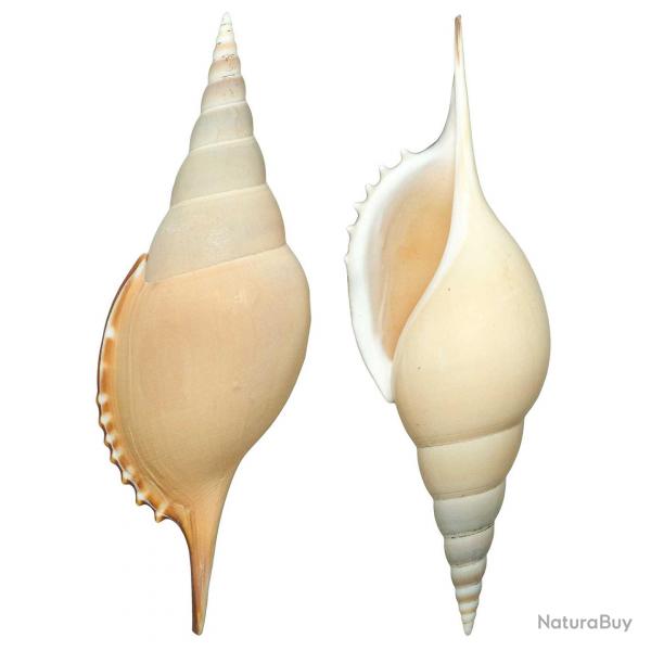 Coquillage tibia curta 13  15 cm