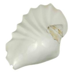 Coquillage strombus latissimus plissé blanc poli 12 à 14 cm