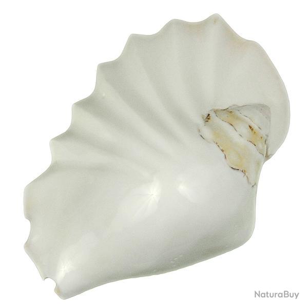 Coquillage strombus latissimus pliss blanc poli 12  14 cm