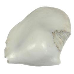 Coquillage strombus latissimus blanc poli 13 à 16 cm