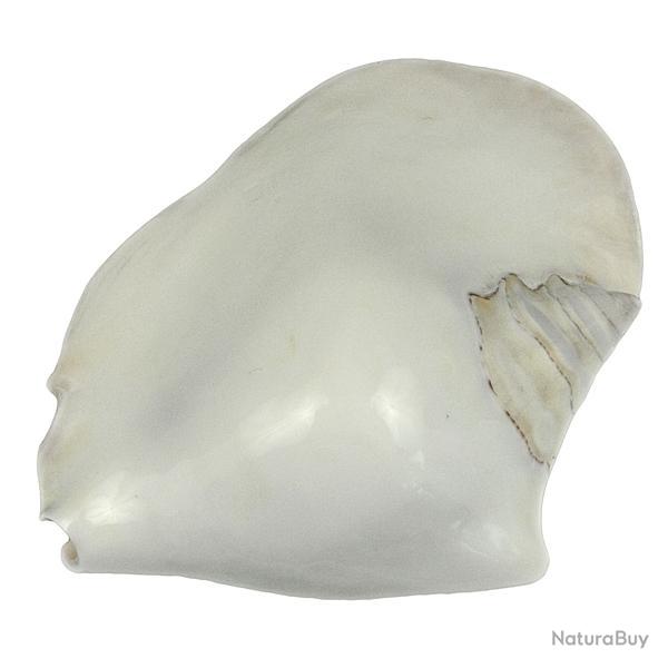 Coquillage strombus latissimus blanc poli 13  16 cm