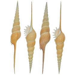 Coquillage tibia fusus 19 à 21 cm