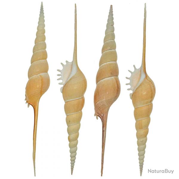Coquillage tibia fusus 19 à 21 cm