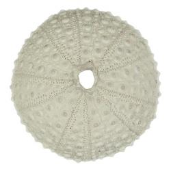 Test d'oursin blanc lividus paracentrotus 7 à 9 cm
