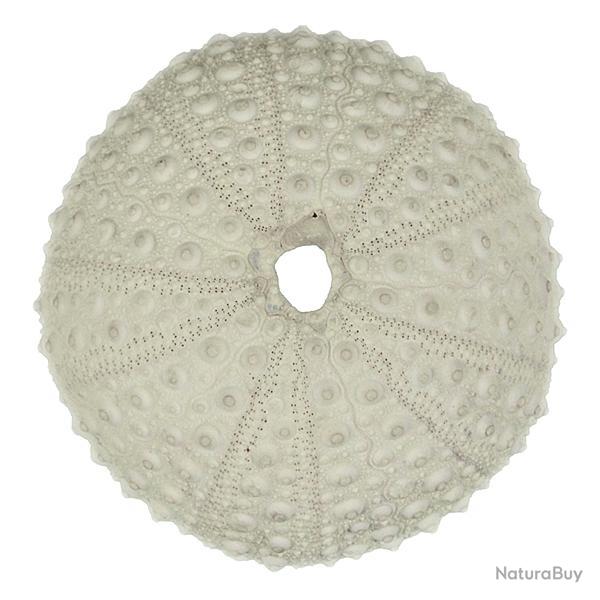 Test d'oursin blanc lividus paracentrotus 7  9 cm
