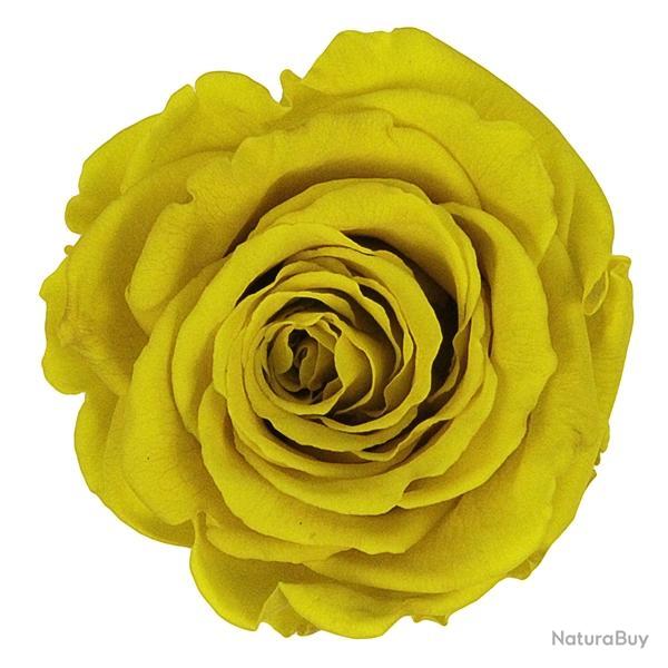 Tte de rose stabilise Jaune