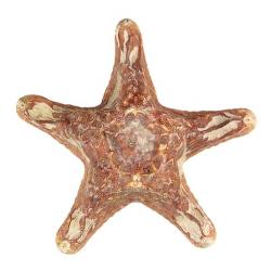 Etoile de mer choriaster 18 à 21 cm